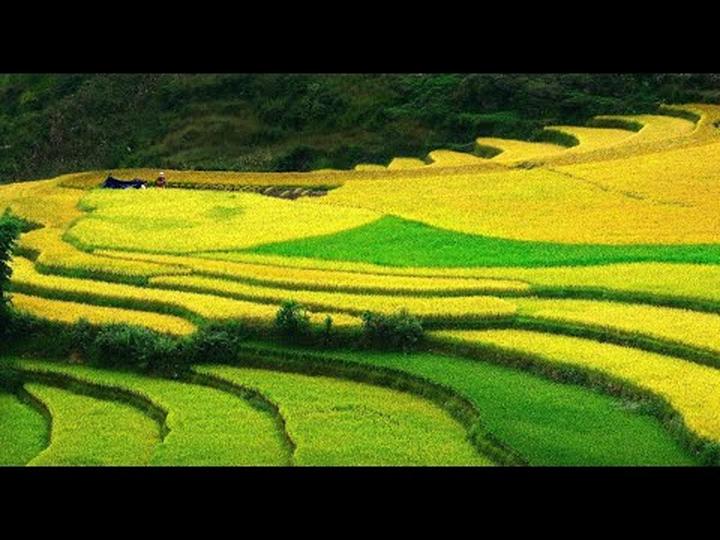 Video ngắn: Cánh đồng lời kể, nông sản sạch
